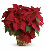 Red Poinsettia