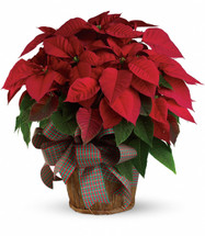 Large Red Poinsettia