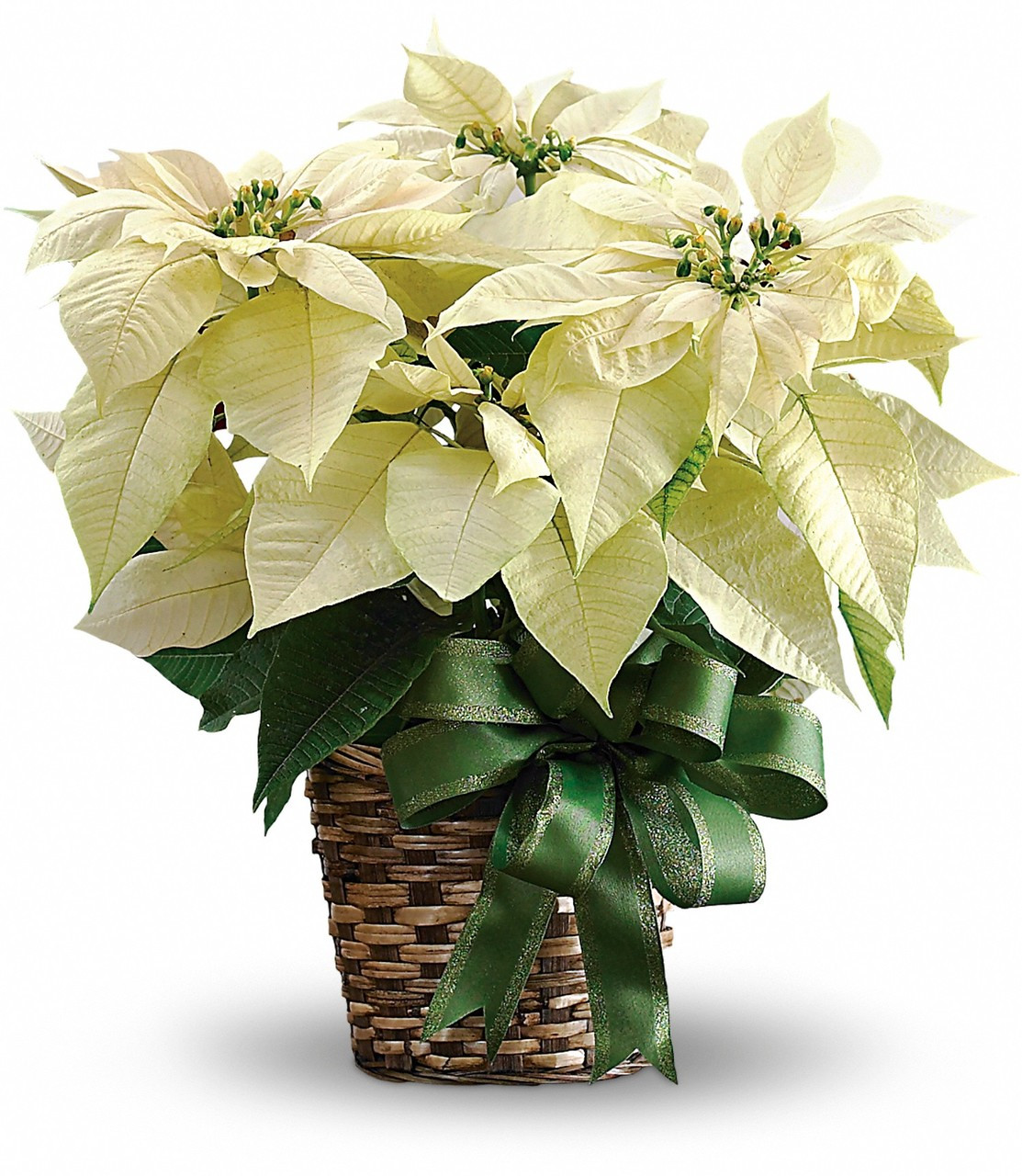 White Poinsettia Val's Flowers of Chelsea