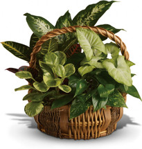 Emerald Garden Basket