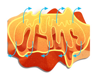 Organic Acids Panel (***MetaOmics Integration requires purchase of additional test panels)
