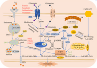 Iron Protocol - 1 month supply (30 bags)