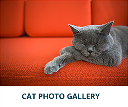 cat-gallery-banner.jpg