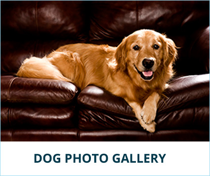 dog-gallery-banner.jpg