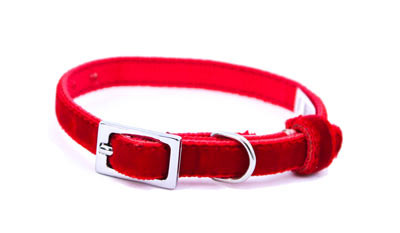 red velvet dog collar