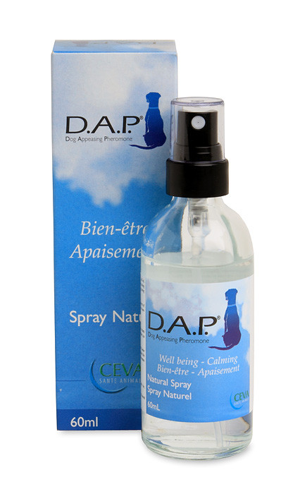 terrier mix for adoption near me