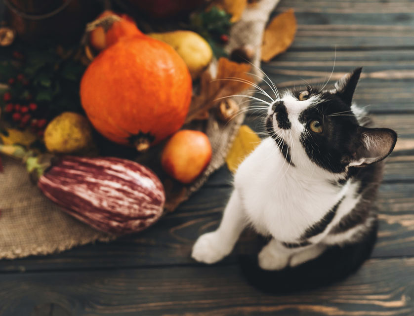 Is it possible to help your cat be a great Thanksgiving host?