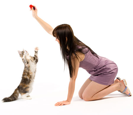 Avoid these four common cat training mistakes.