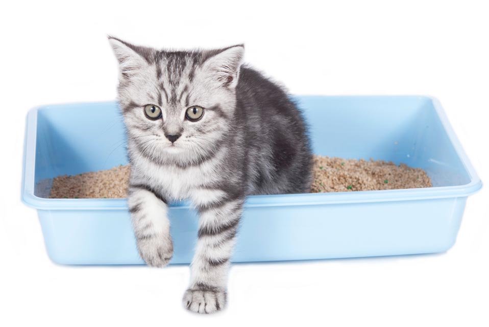 Learn some tips for cleaning the litter box.