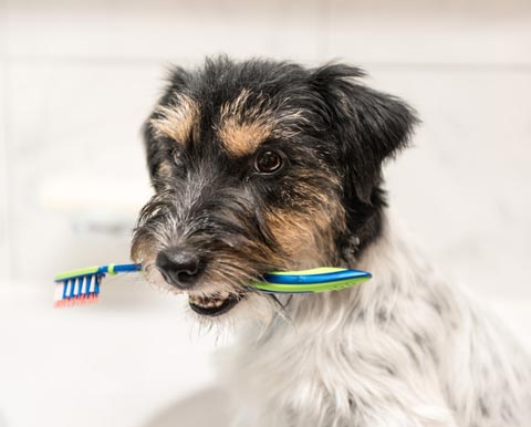 Home dental care is crucial for good pet health.