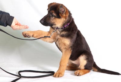 Get the most out of your dog training sessions.