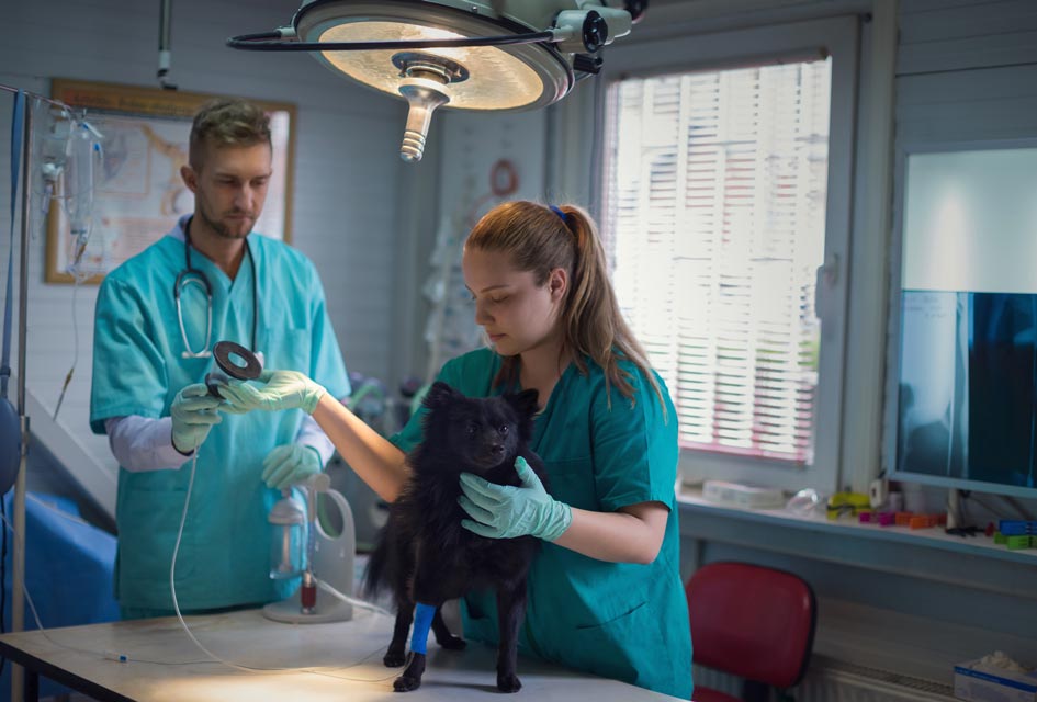 Learn about general anesthesia and your pet.