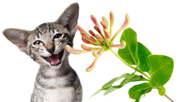 Honeysuckle affects some cats the same way catnip does!