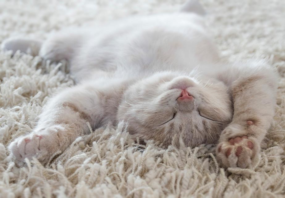 Learn about cat sleep and when it’s abnormal.
