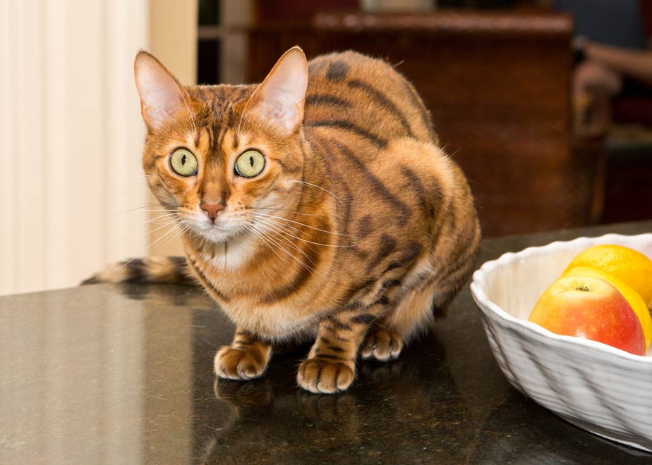 Learn why cats like to be on counters.