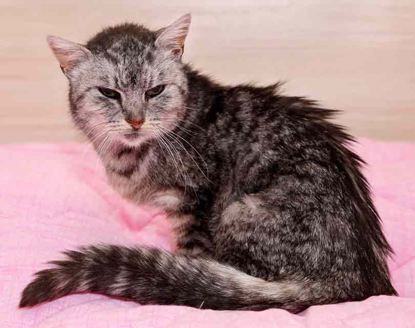 Hyperthyroidism is a common condition in older cats.