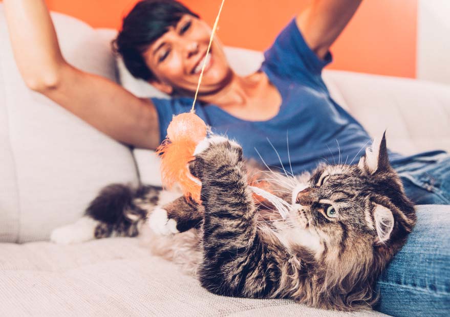 Interactive play keeps cats healthy and happy.