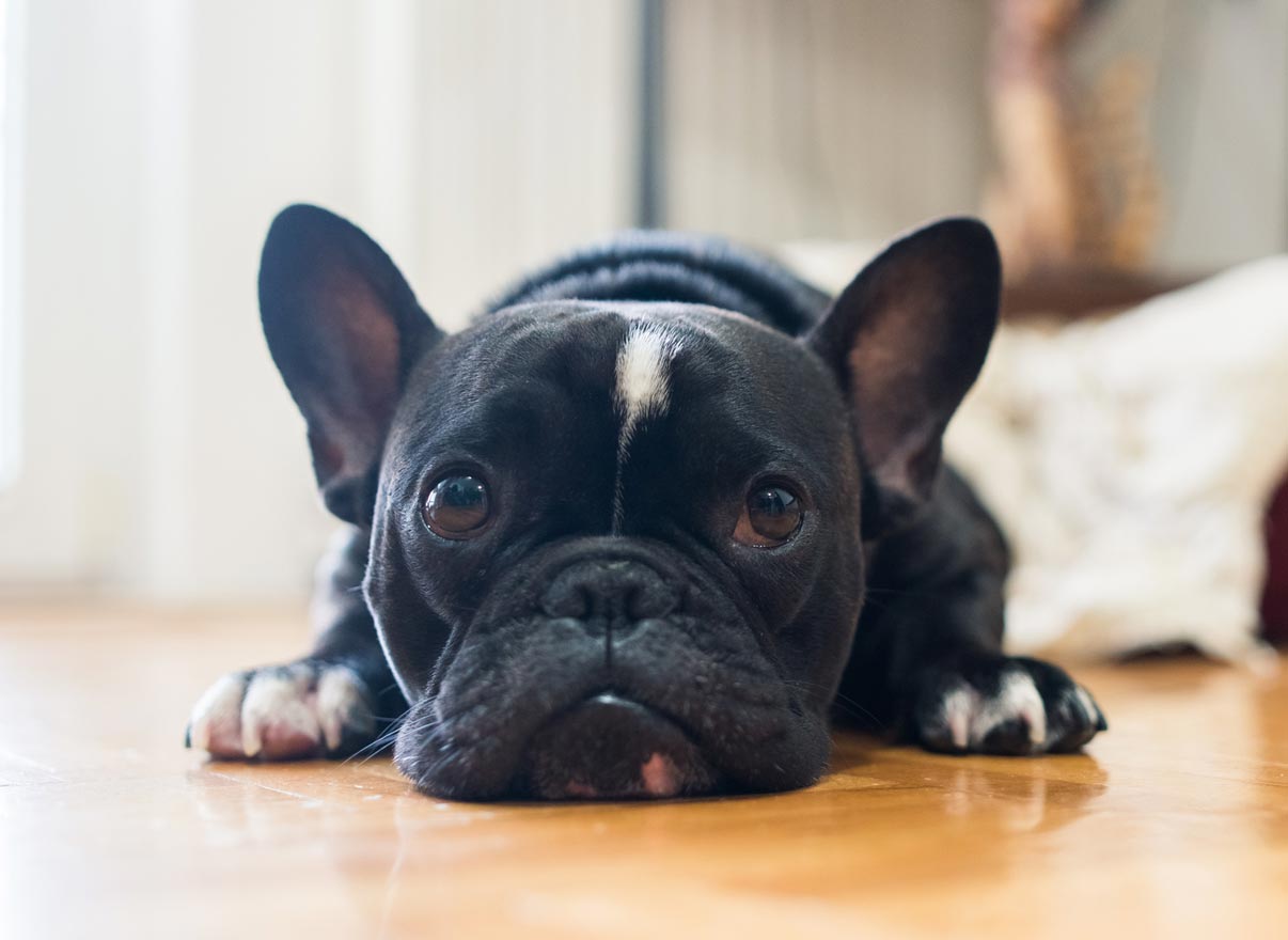 Learn how to tell if your dog is sick.