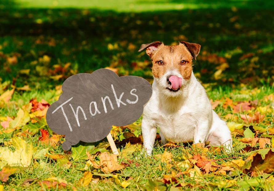 Learn about how to help your dog get along with Thanksgiving guests.
