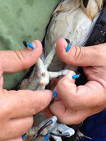 Wildlife rehabbers can sometimes use Soft Paws in their work.