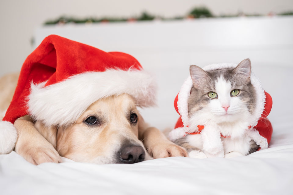 Holidays can be stressful to pets.