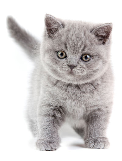 Learn the signs of ringworm in cats.