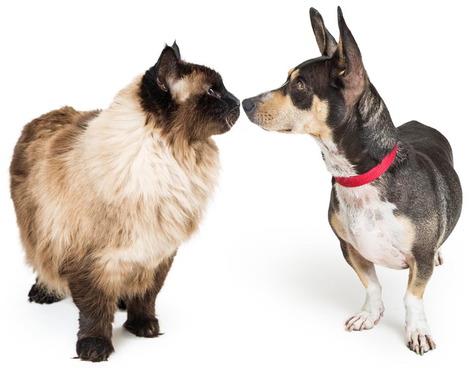 Soft Paws can help introductions between pets go better.