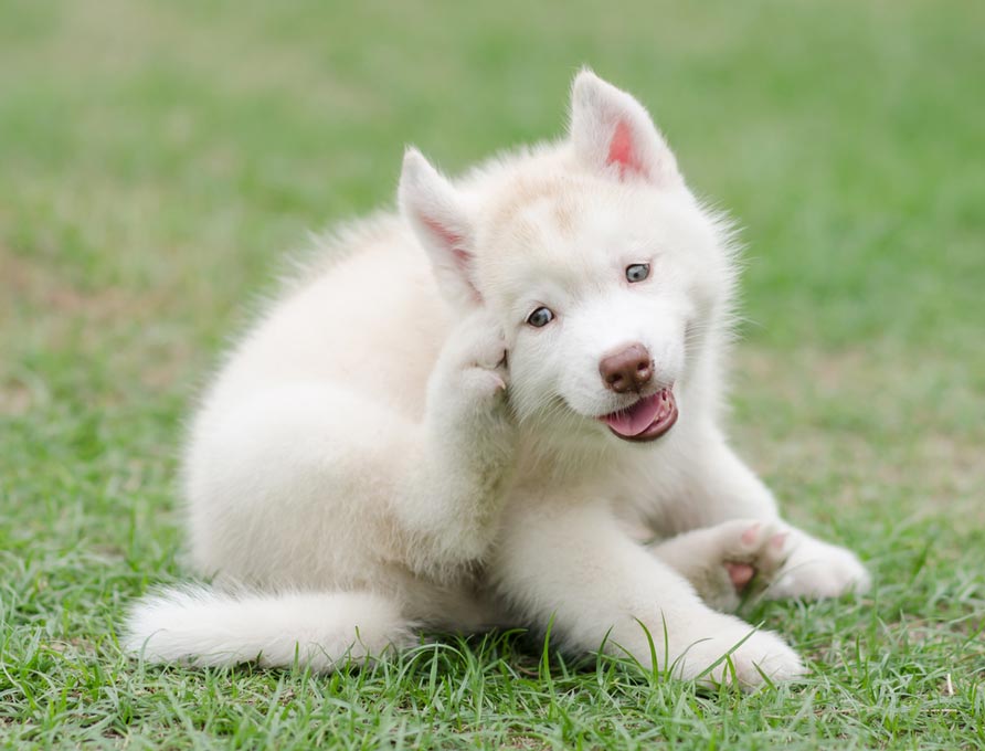 Soft Paws can help keep a dog with an ear infection more comfortable.