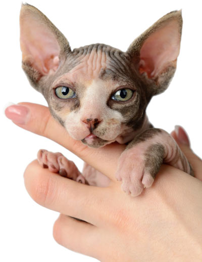 cats without hair