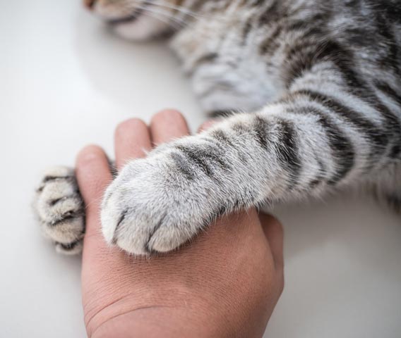 Use these tips to get more use from your Soft Paws adhesive.