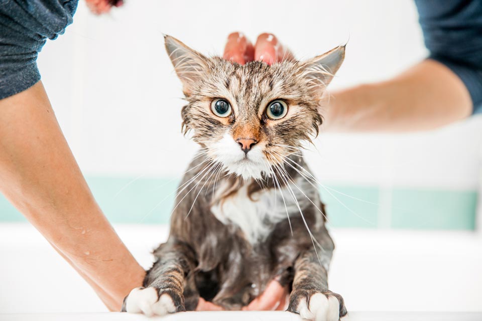 Learn when a cat needs to visit a groomer.
