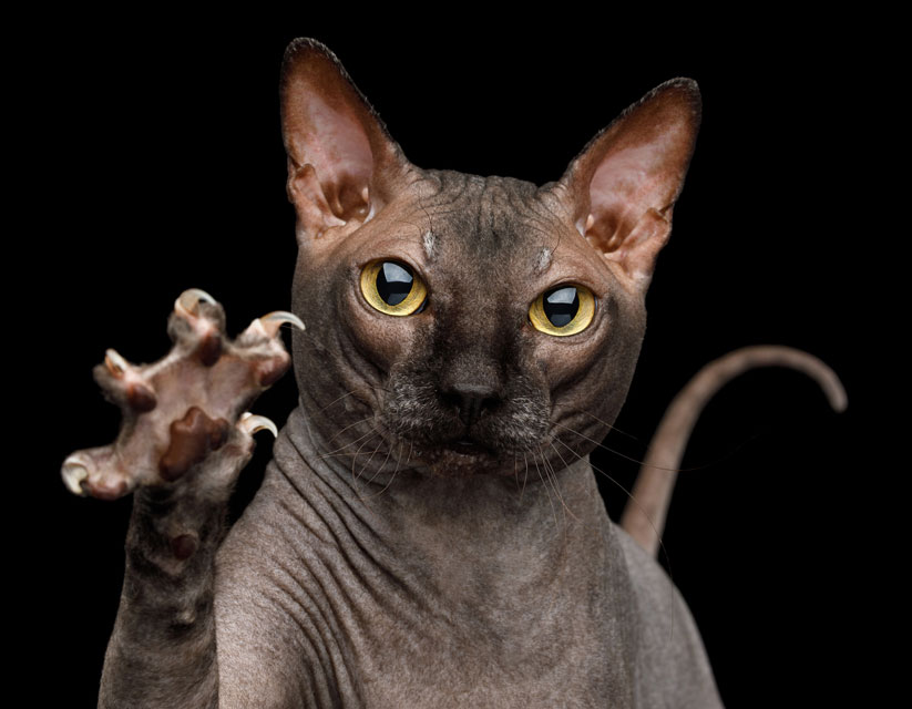 Learn why cats’ claws shed.