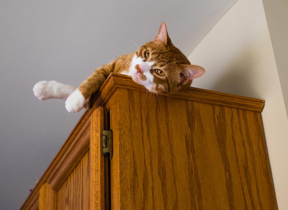 Find out why some cats knock things off high places.