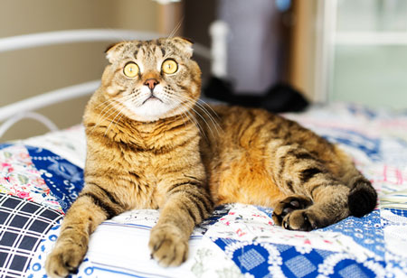 Why does your cat pee on your bed?