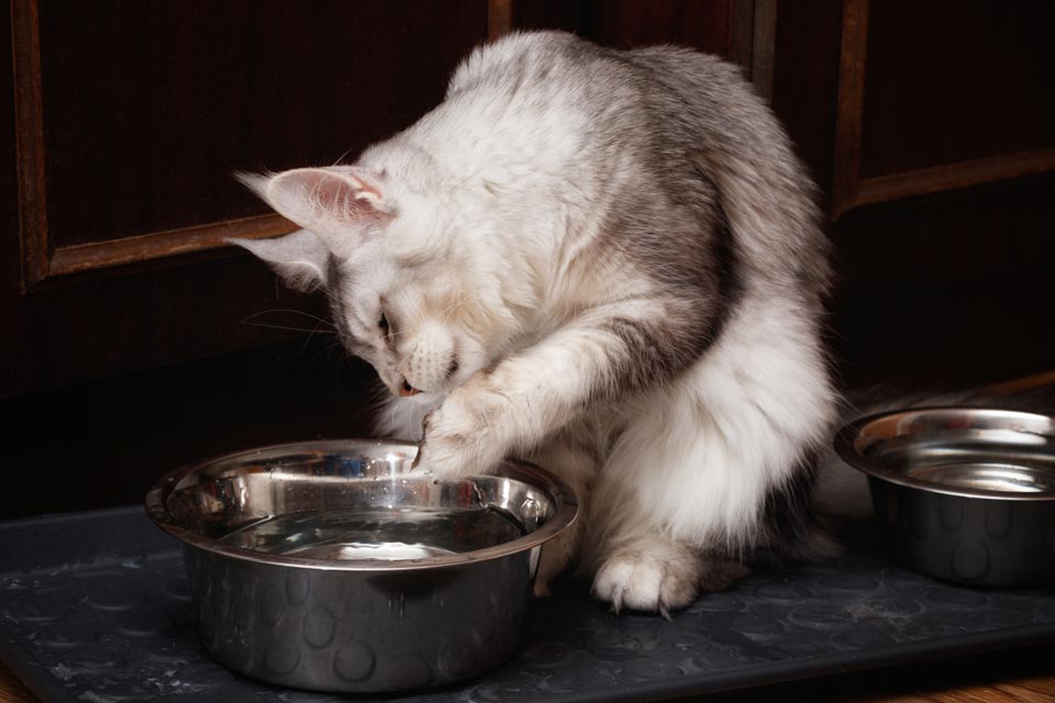 Why Does My Cat Play In The Food And Water Bowls Softpaws Com,Chuck Steak Recipes