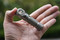 Beadblasted Titanium