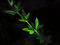 Image 26