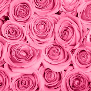 403313583-pink-roses-wallpapers.jpg