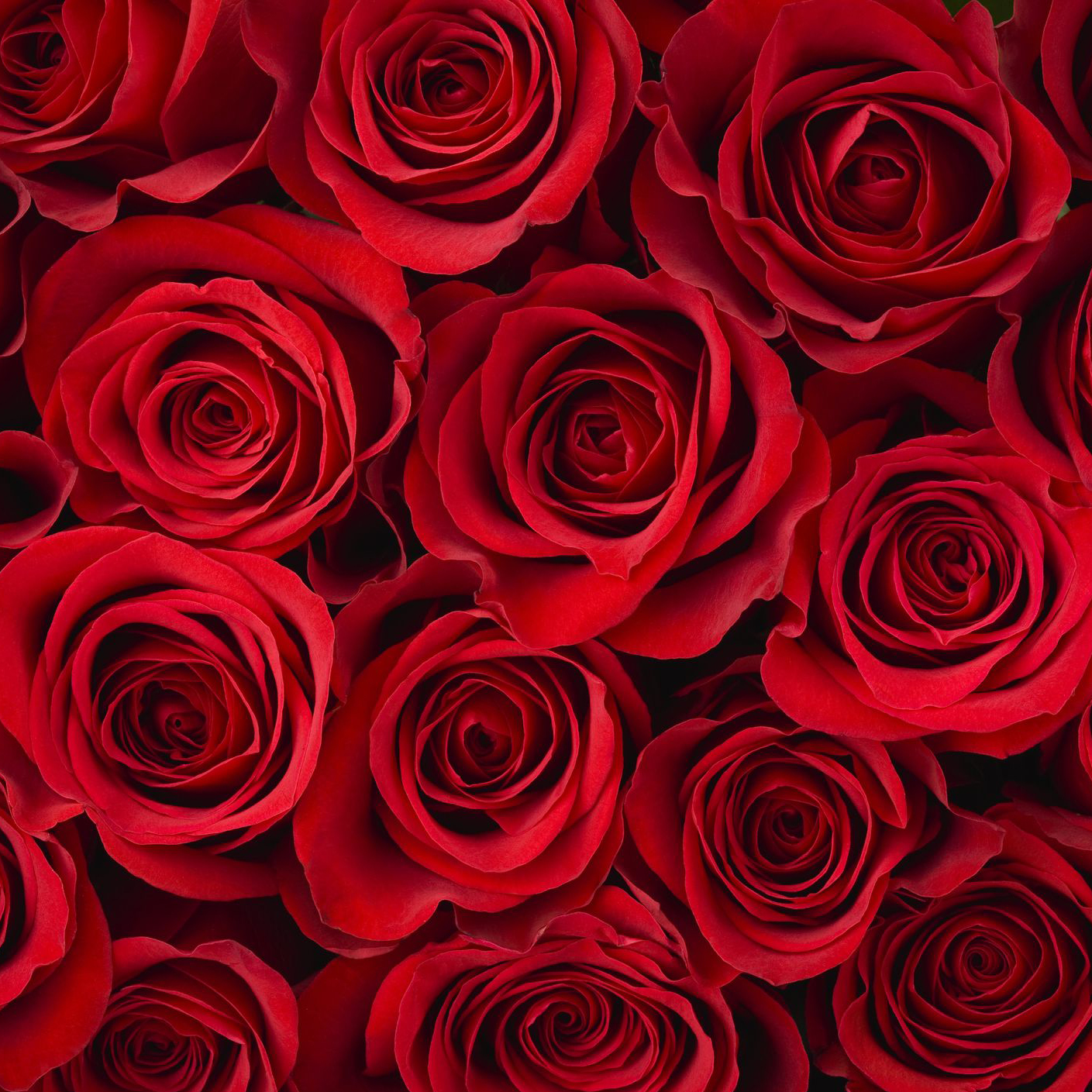 red-roses-183274994-5882289c3df78c2ccd7f1c0e.jpg