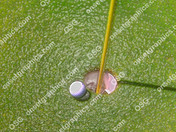 GOLF  "HOLE IN ONE"  LIQUID CHROME