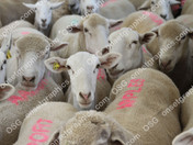 FLOCK OF SHEEP