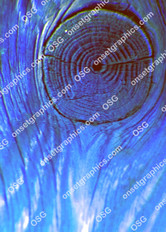 WOOD GRAIN KNOT COLORIZED