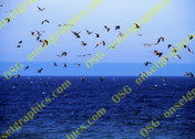 Seagulls Sky Ocean