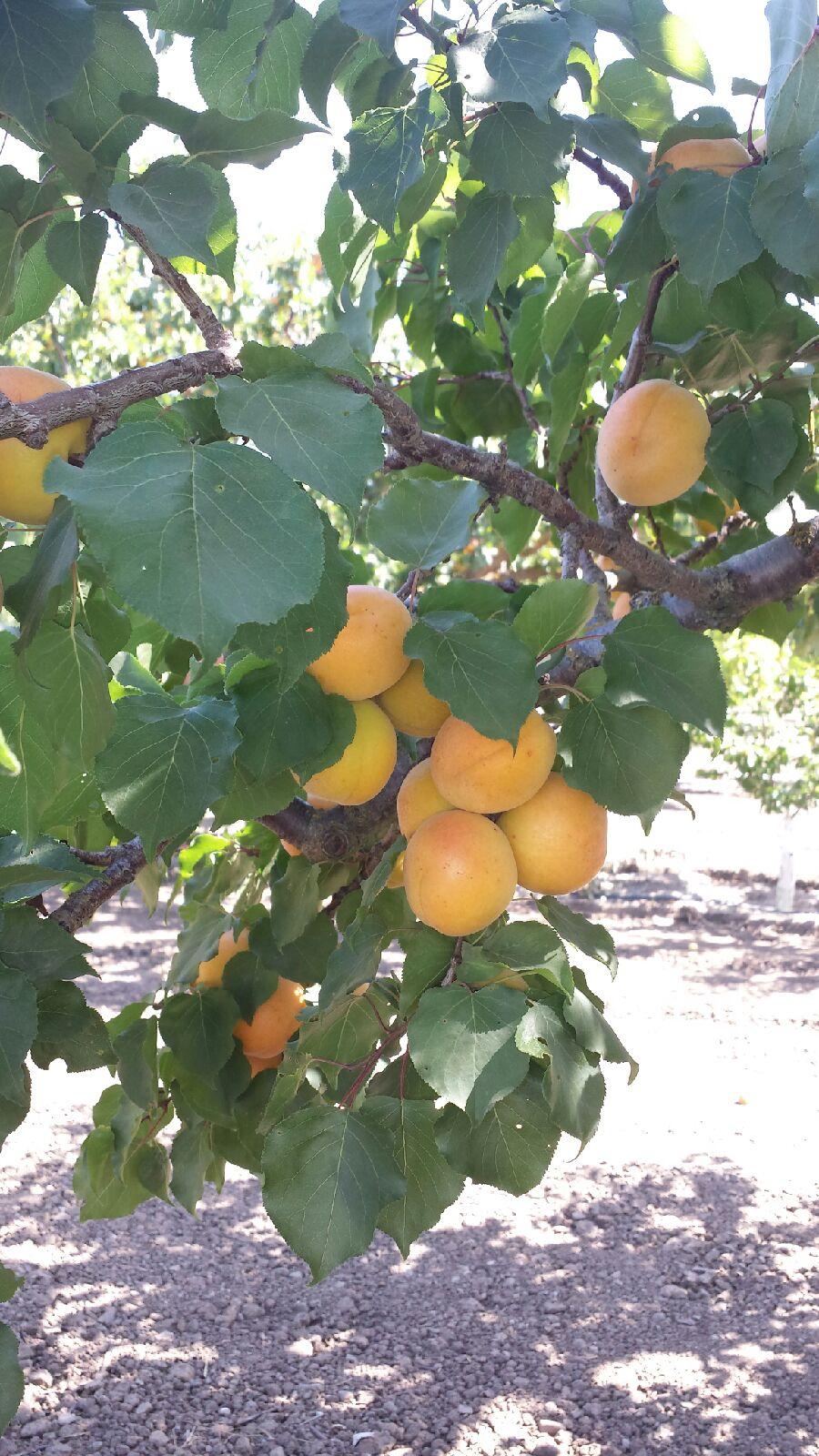 May 2016 Apricots