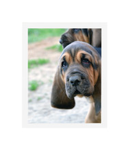 Thin Flat White Picture Frame - wood - 3/4" wide - 16x20 artist frame - standard picture frame - empty