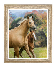 Framed Equine Print "In Stride"