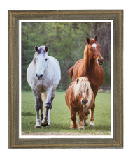 Framed Equine Print "Three Teachers"