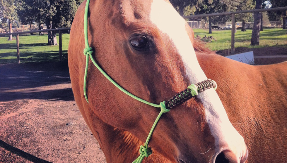 Custom HandTied, Rope Halter's, Lead Ropes, Reins, and more... Rowdy's