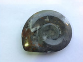 Ammonite (0427)