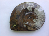 Ammonite (0428)